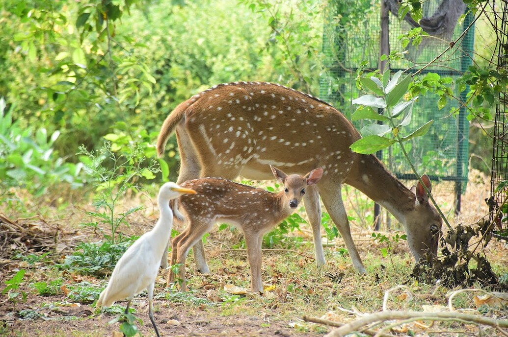 Trincomalee Escape Package 3 Days / 2 Nights