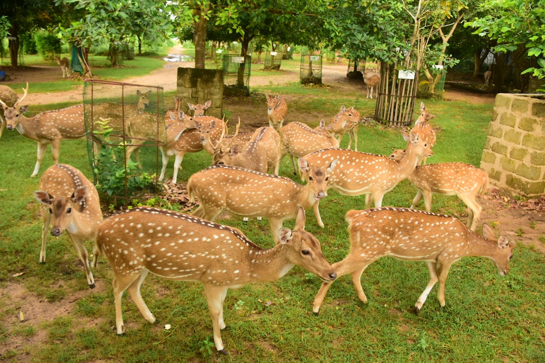 Trincomalee Escape Package 3 Days / 2 Nights